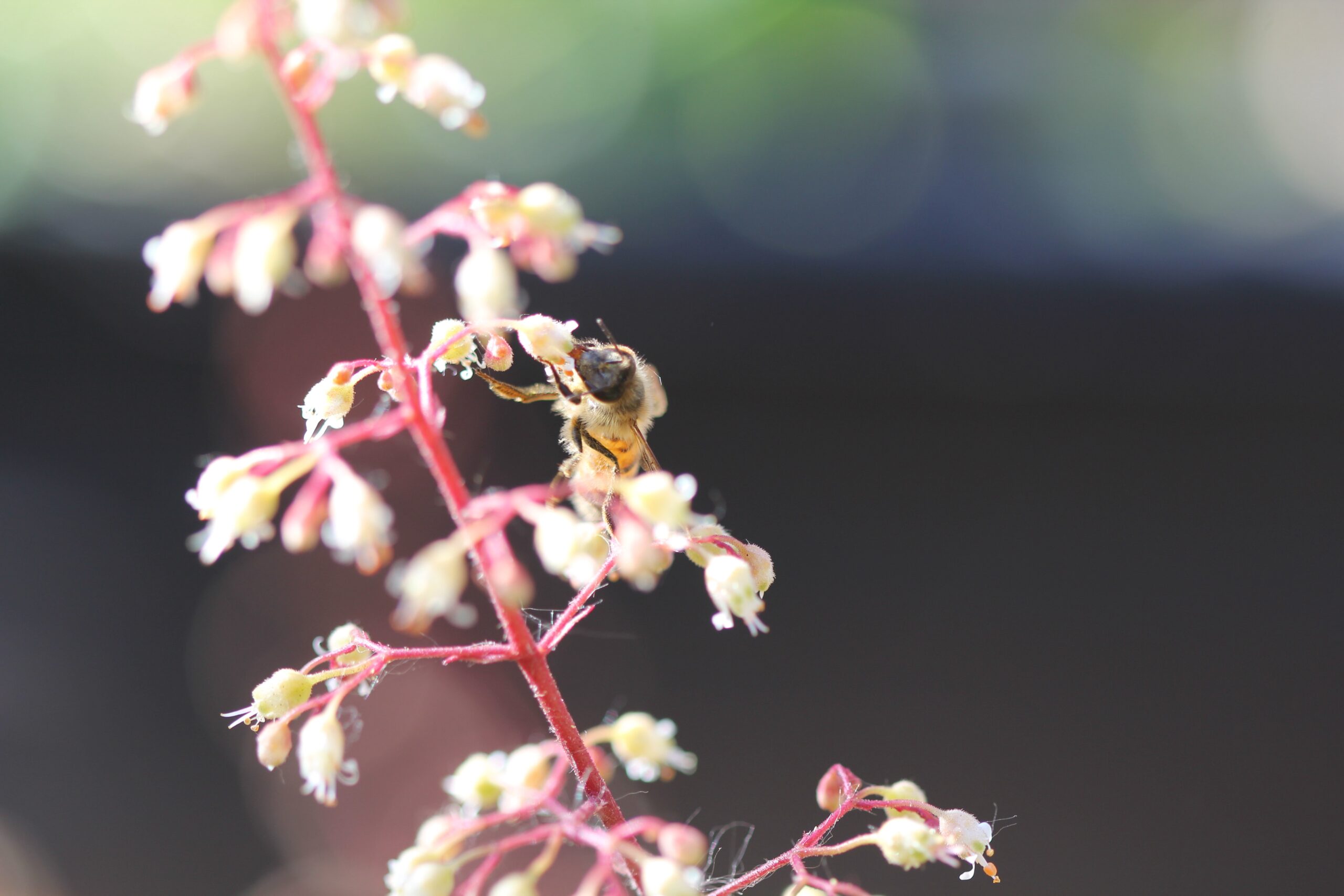 Read more about the article Flowers for pollinators (and us)